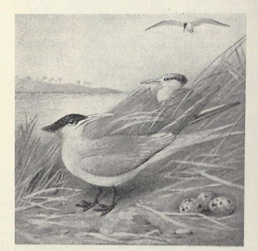 Pair by Nest and Eggs<br>(Origin of the Specimen: Black and White Drawing)