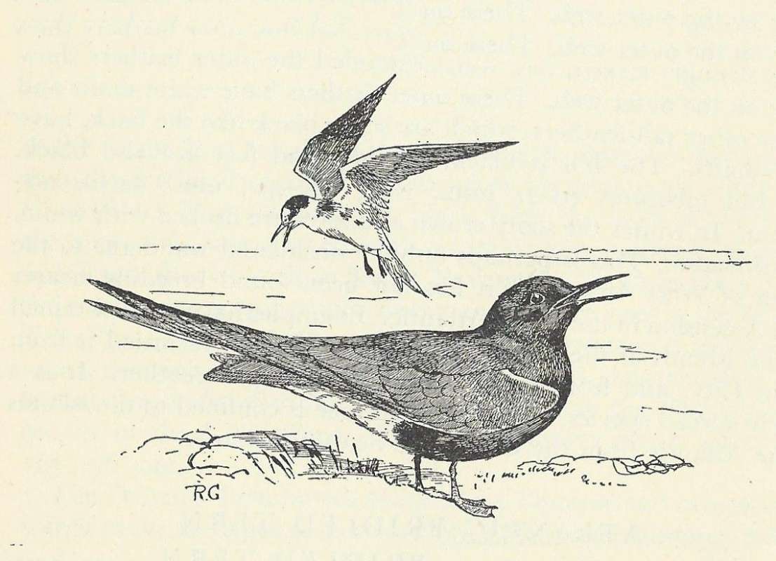 One Standing, One in Flight<br>(Origin of the Specimen: Black and White Drawing)