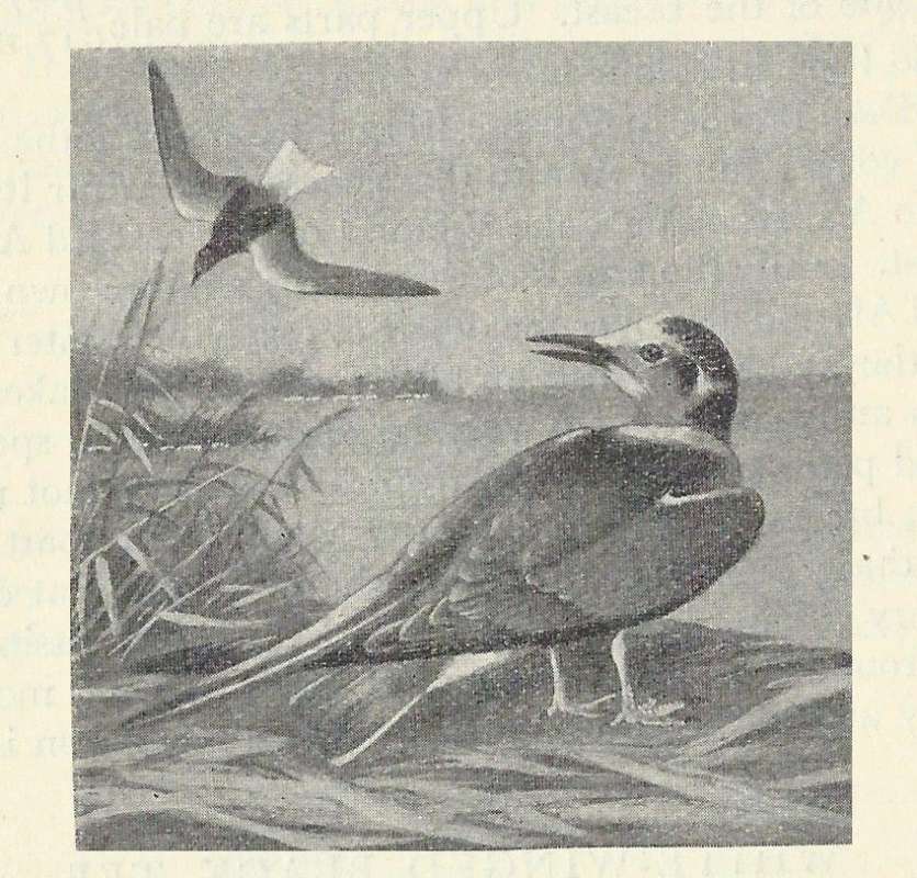 One in Flight, One on Shore<br>(Origin of the Specimen: Black and White Drawing)