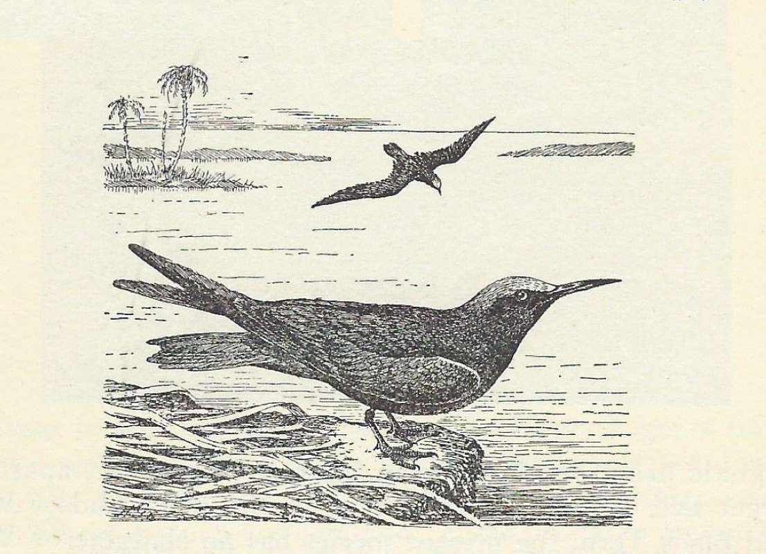 One Standing, One in Flight<br>(Origin of the Specimen: Black and White Drawing)