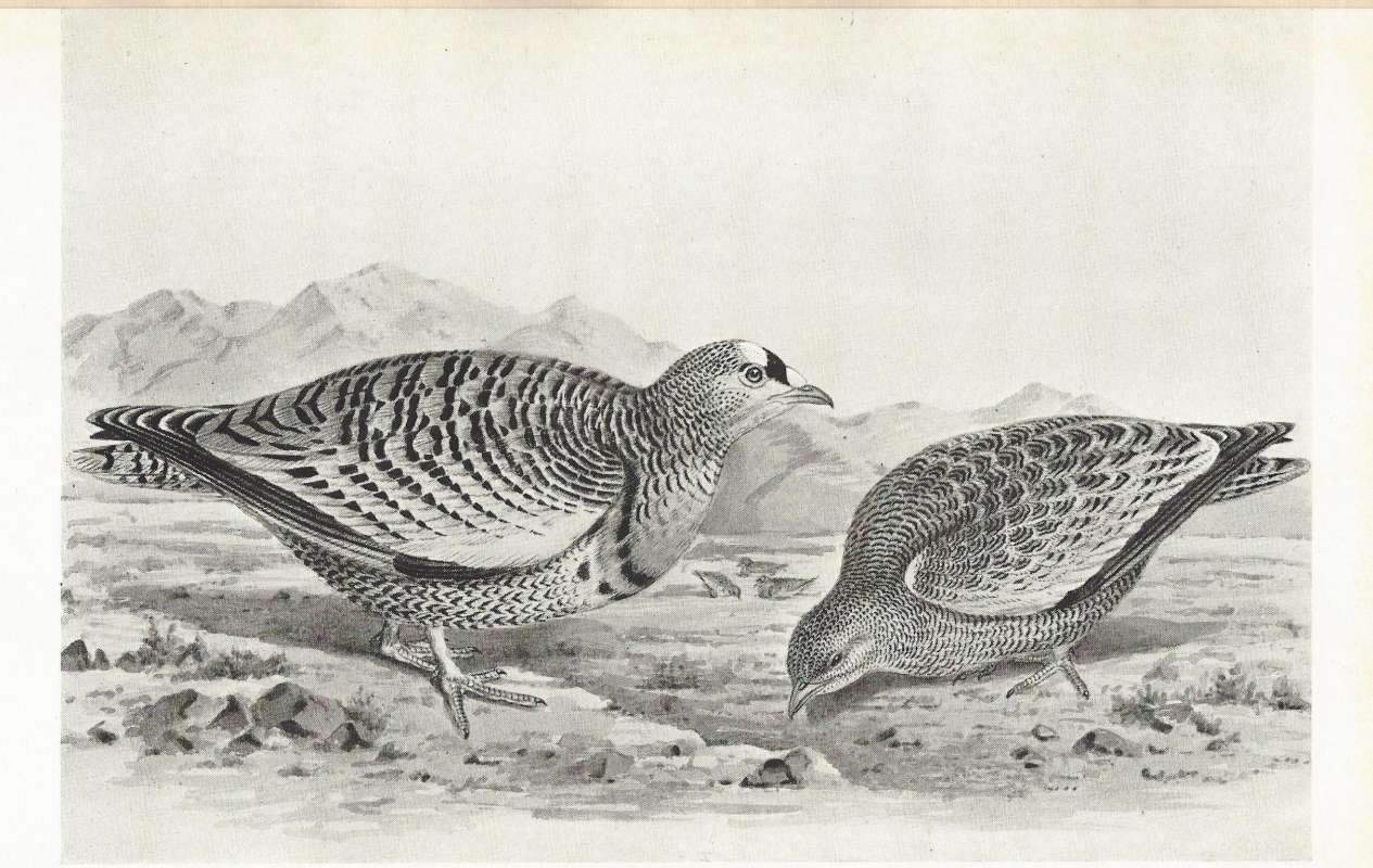 Pair on Desert Floor<br>(Origin of the Specimen: Black and White Drawing)