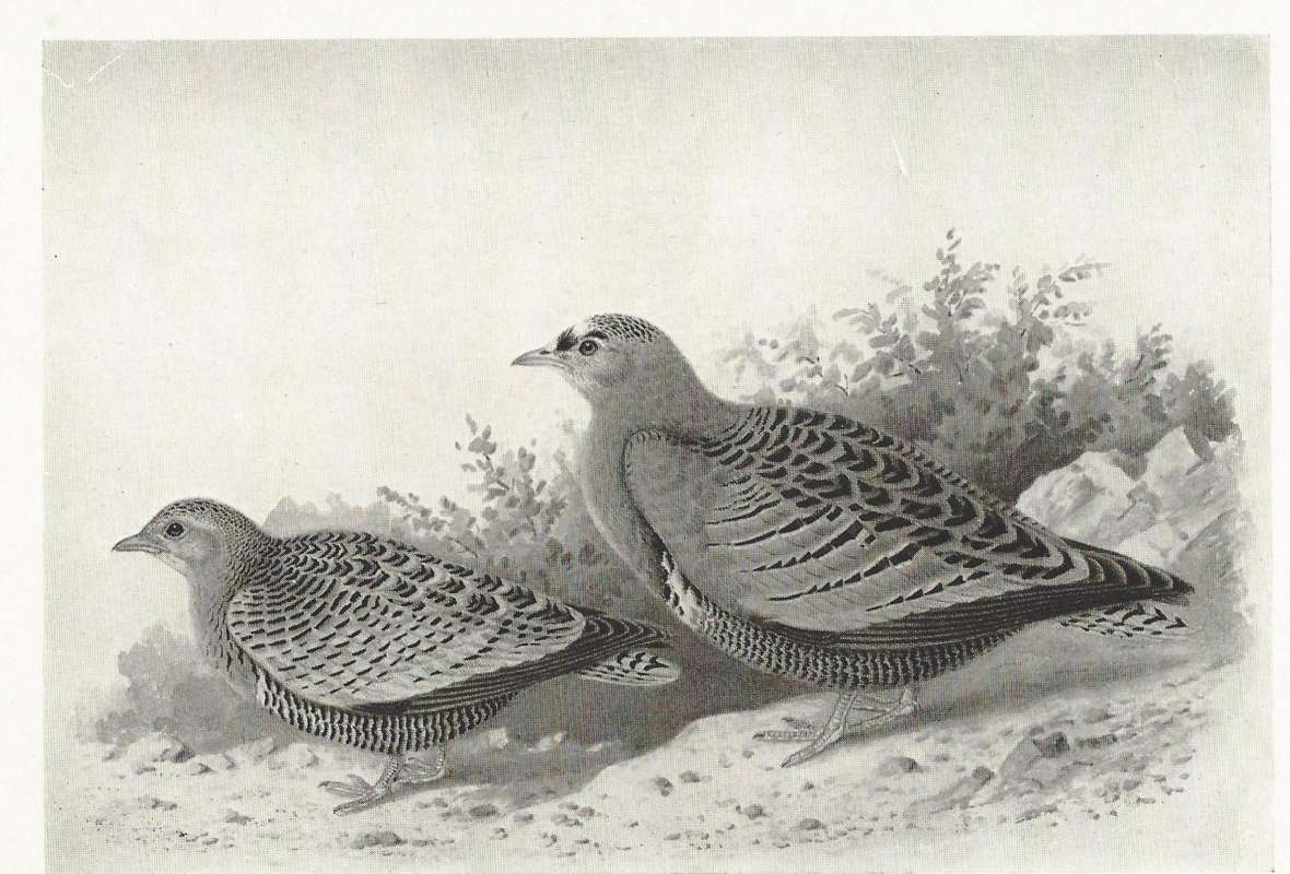 Pair in Dry Area<br>(Origin of the Specimen: Black and White Drawing)