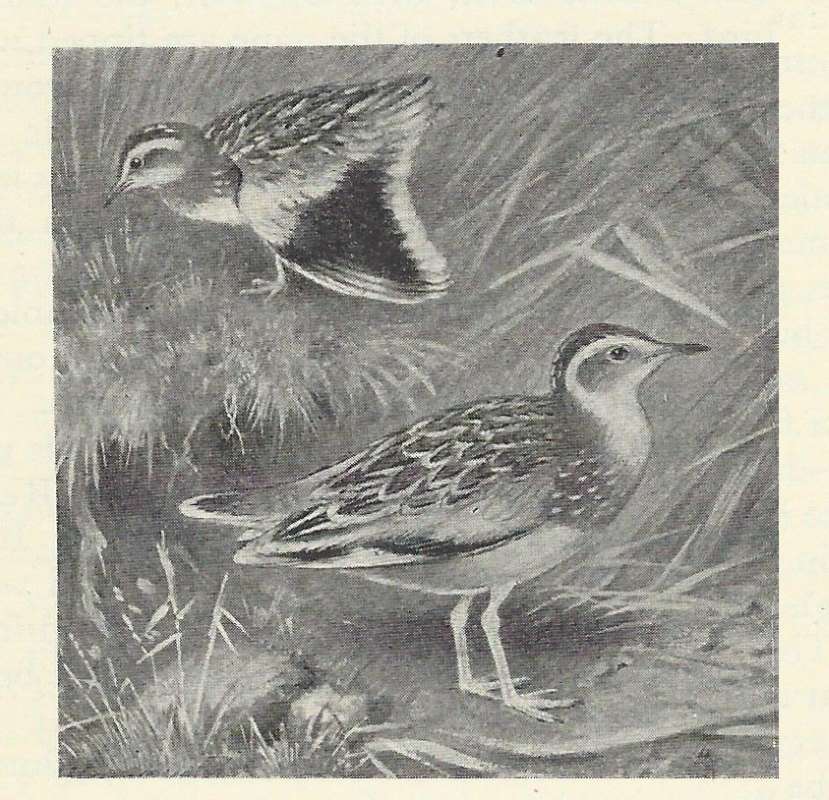 Standing and One with Wing Open<br>(Origin of the Specimen: Black and White Drawing)