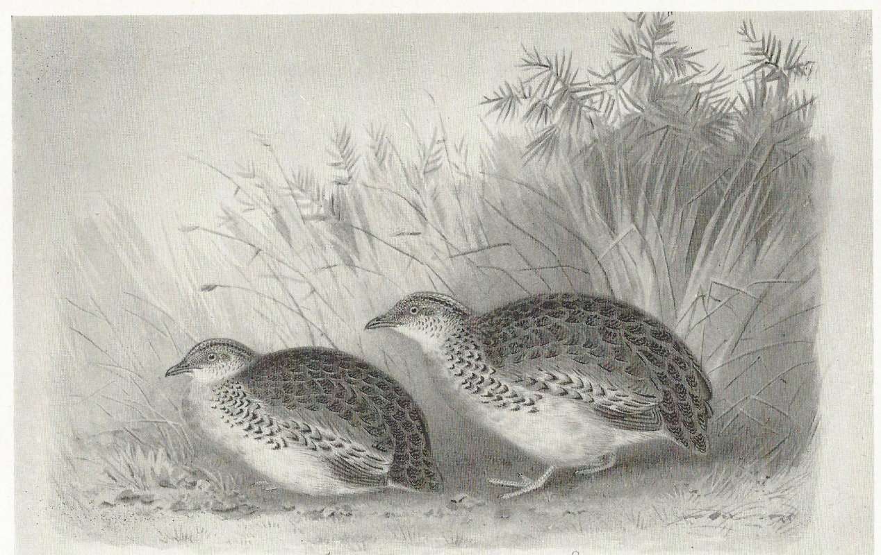 Pair on Ground<br>(Origin of the Specimen: Black and White Drawing)