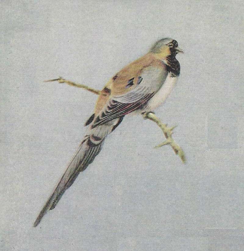 Standing on Twig<br>(Origin of the Specimen: Color Painting)