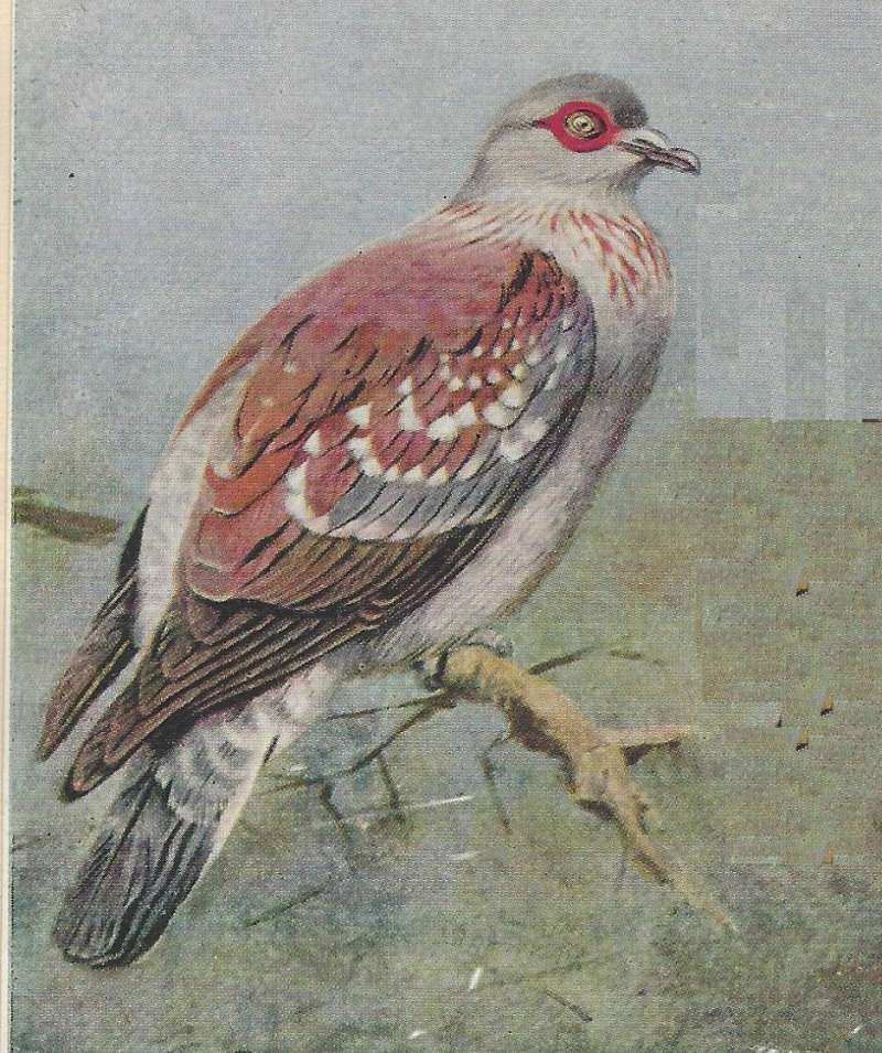 Side View<br>(Origin of the Specimen: Color Painting)