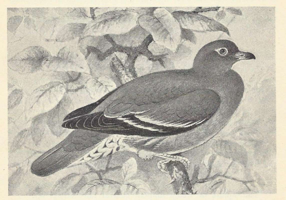 Side View - Perched Ssp calba<br>(Origin of the Specimen: Black and White Drawing)