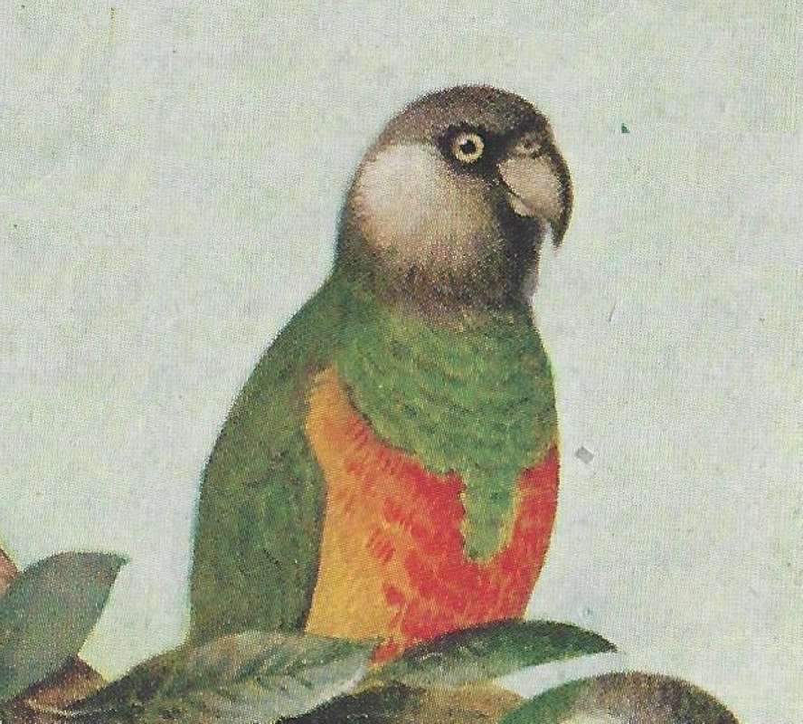 Front View of Top of Bird<br>(Origin of the Specimen: Painting)