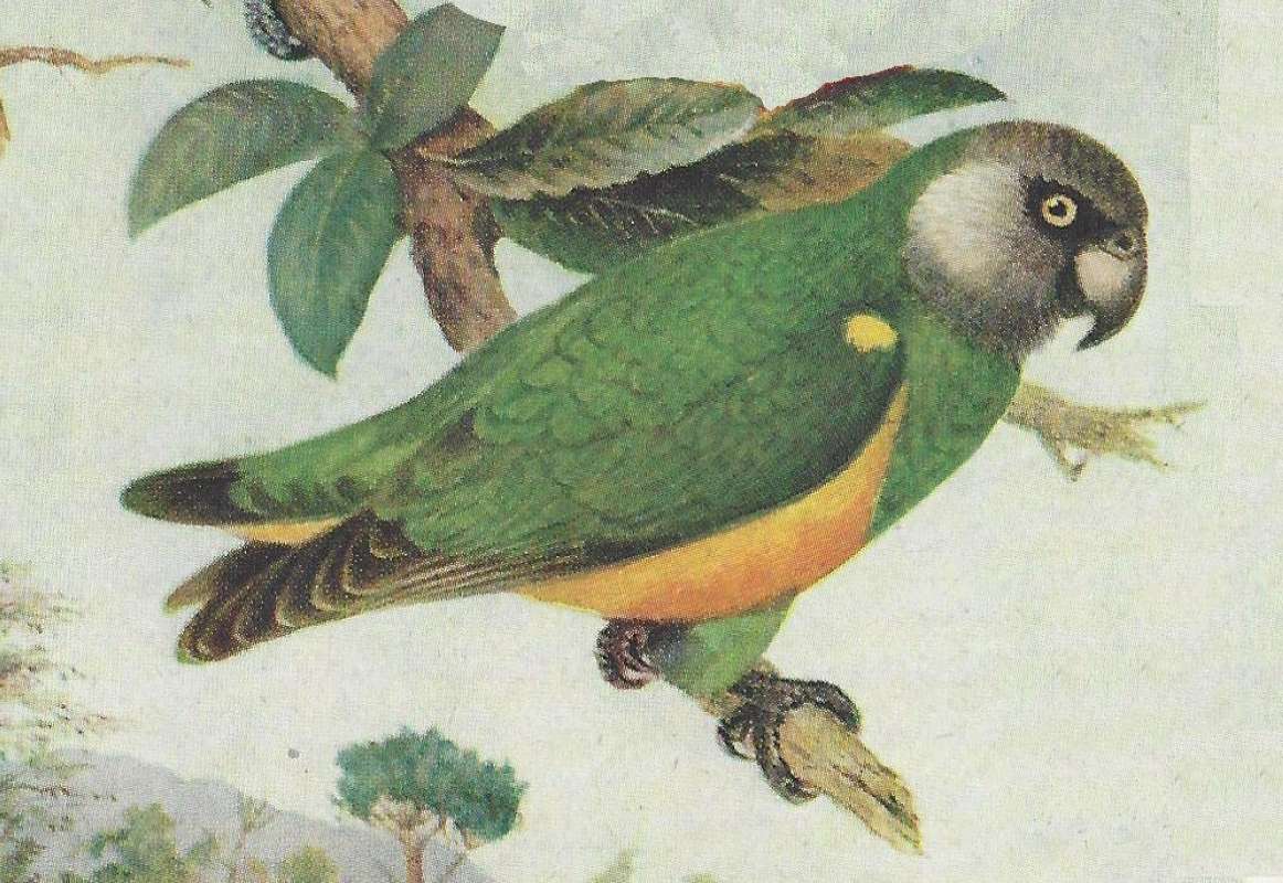 Side View<br>(Origin of the Specimen: Painting)