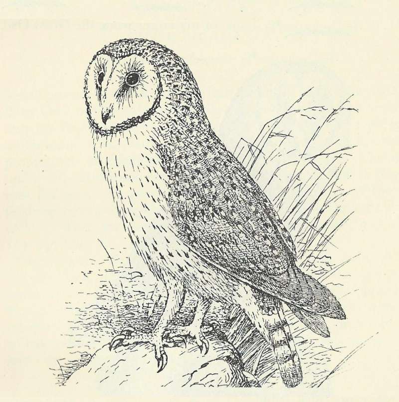 Angle View - Standing on Rock<br>(Origin of the Specimen: Line Darwing)