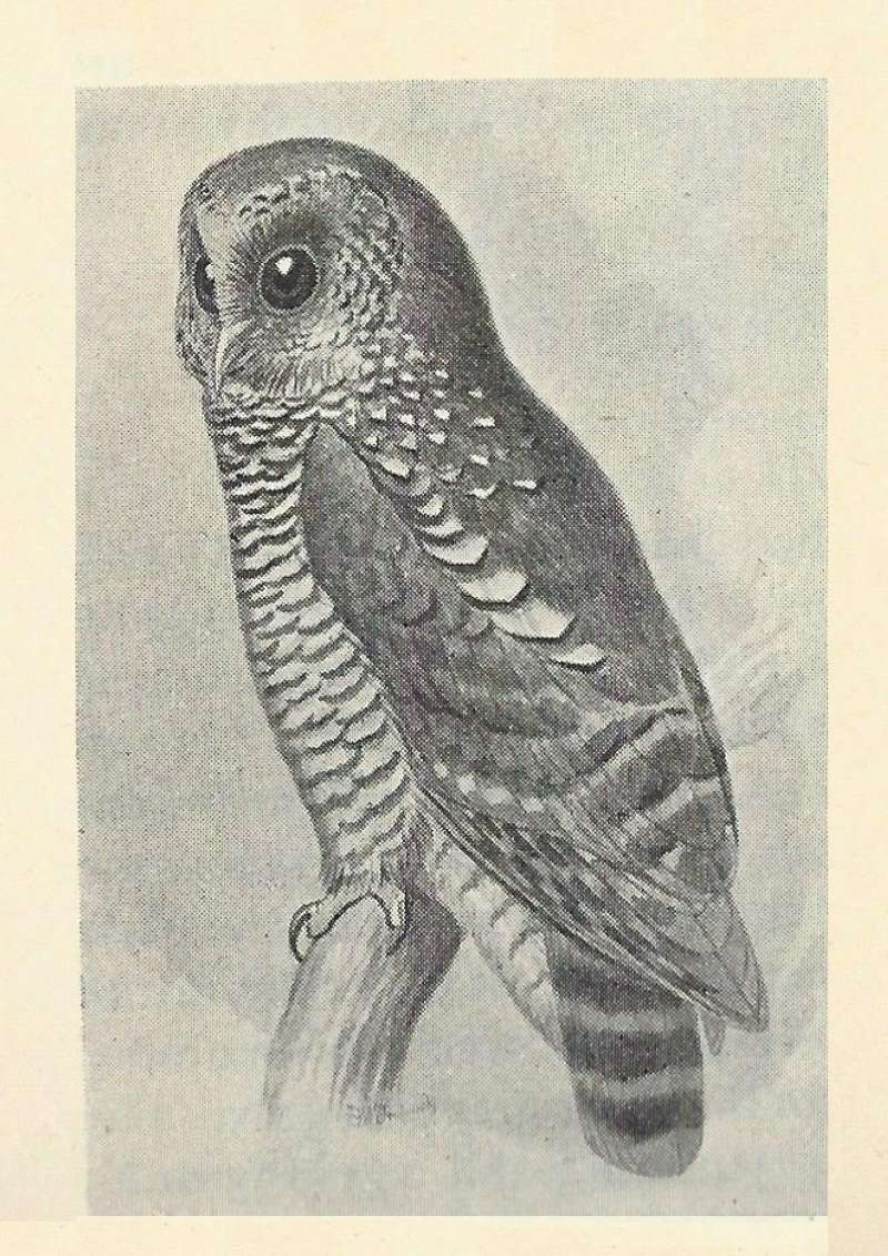 Angle View<br>(Origin of the Specimen: Black and White Drawing)