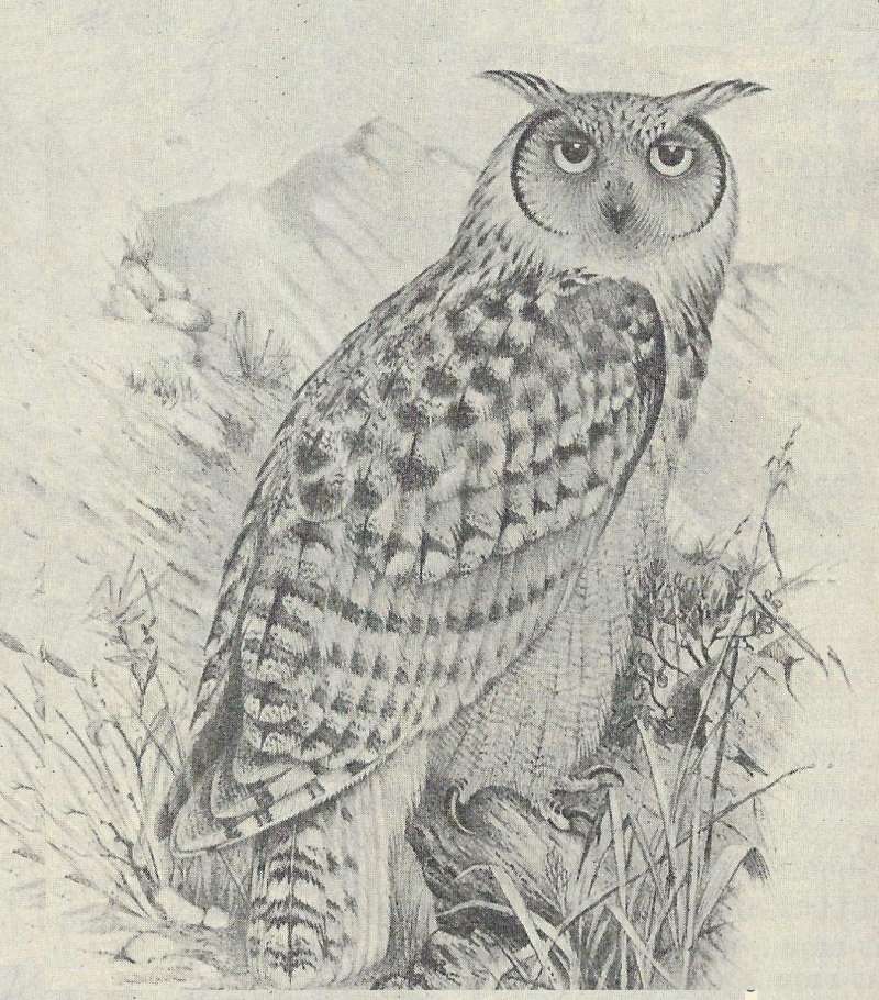 Side View, with Front View of Head<br>(Origin of the Specimen: Black and White Painting)