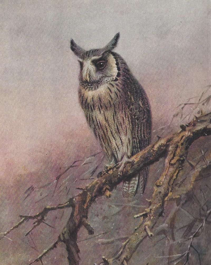 Front View, Perched on Dead Branch<br>(Origin of the Specimen: Color Painting)
