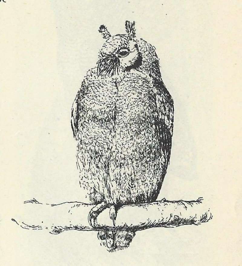 Front View<br>(Origin of the Specimen: Line Drawing)