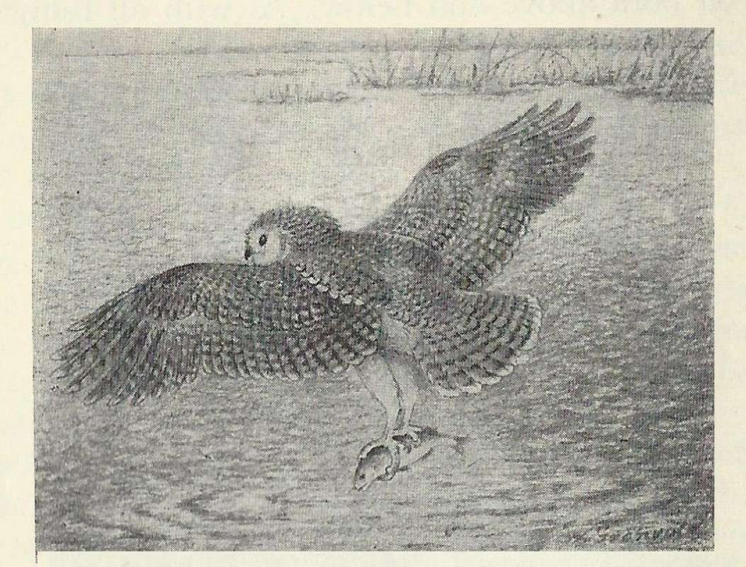 Dorsal View Flying Catching Fish<br>(Origin of the Specimen: Black and White Painting)
