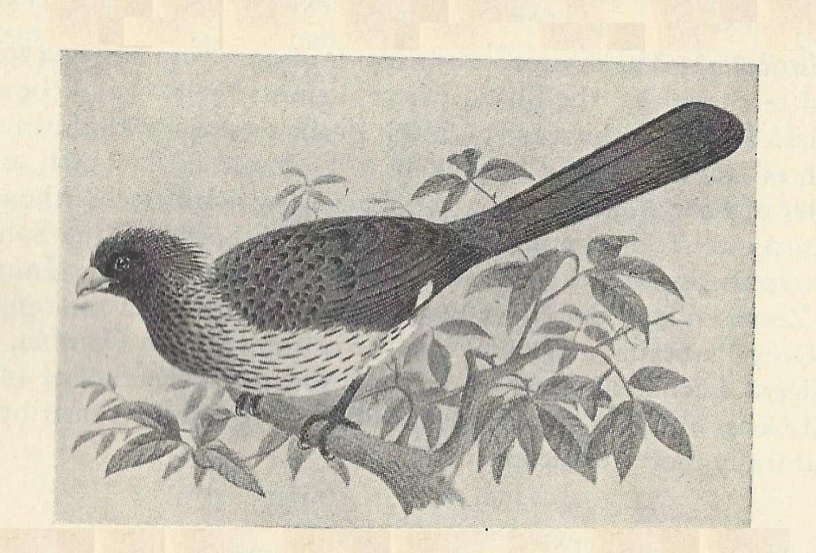 Side View<br>(Origin of the Specimen: Black and White Drawing)
