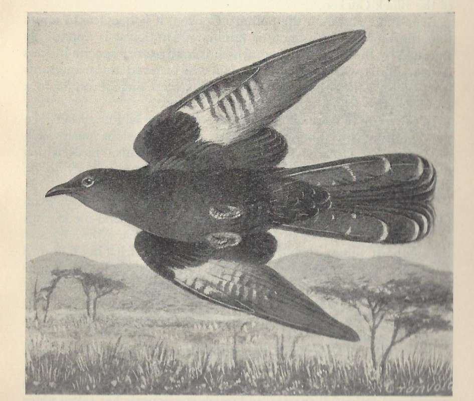 In Flight - Showing Underside of Wings and Tail<br>(Origin of the Specimen: Black and White Drawing)