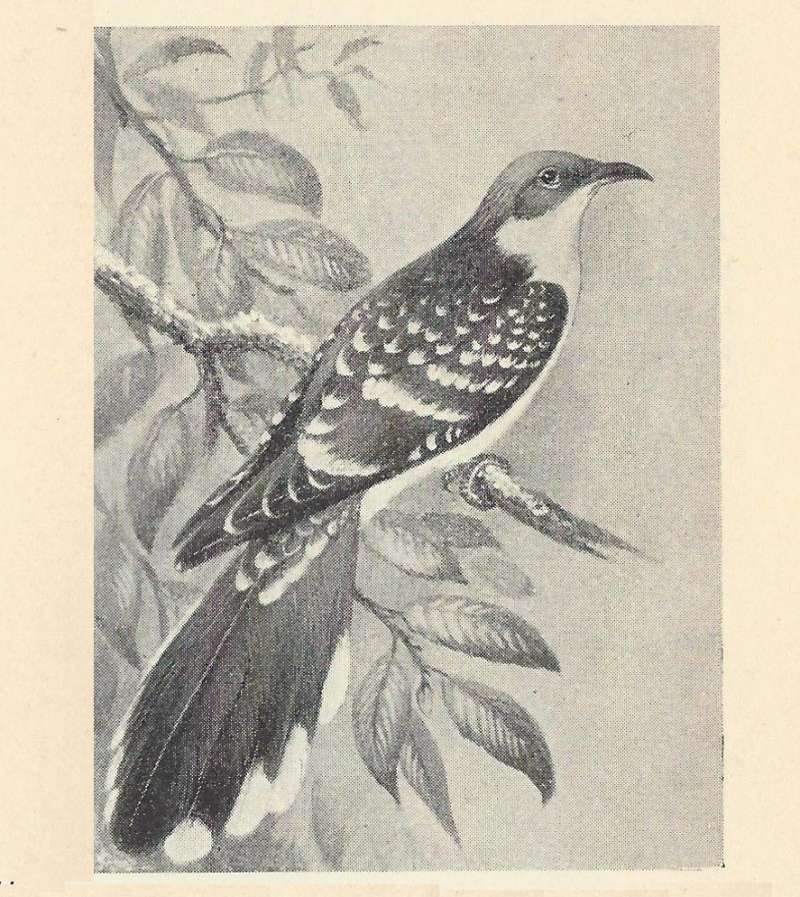 Side View on Branch Showing Dorsal Tail<br>(Origin of the Specimen: Black and White Painting)