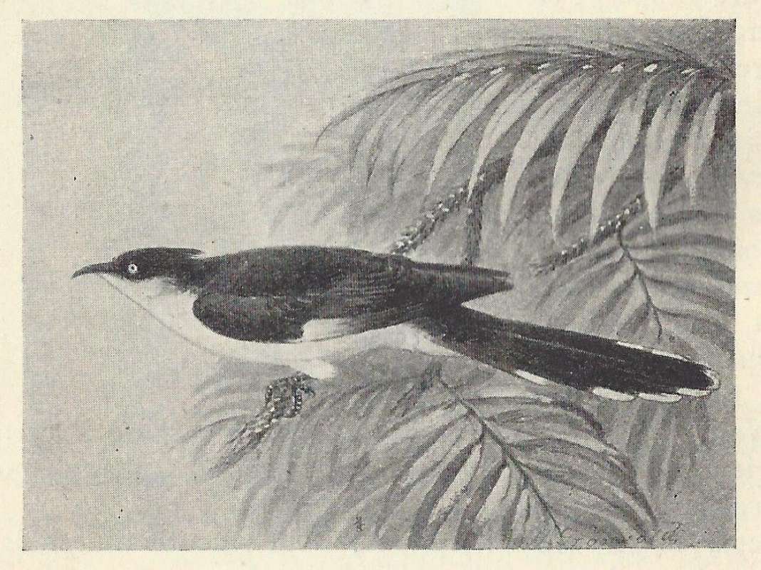 Side View Showing Dorsal Tail<br>(Origin of the Specimen: Black and White Painting)