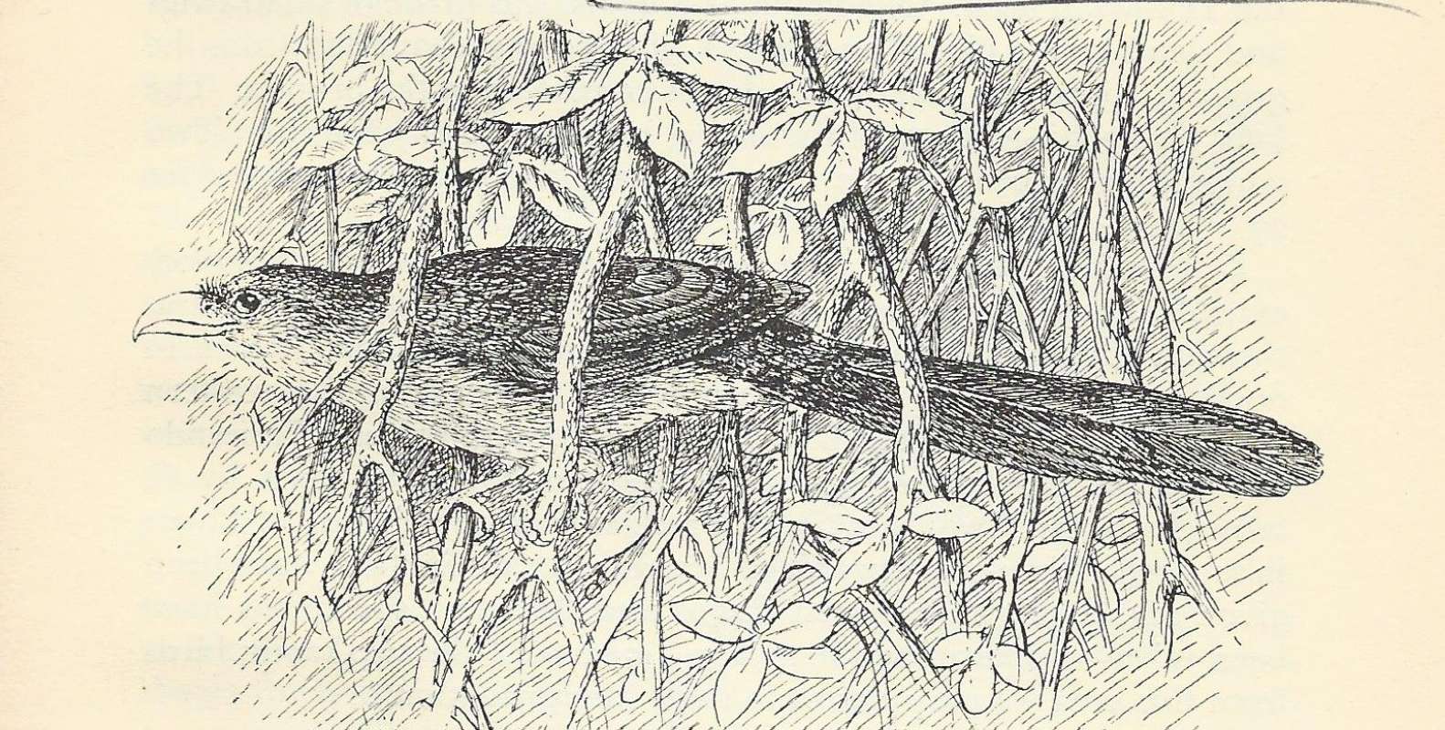 Side View in Brush<br>(Origin of the Specimen: Line Drawing)