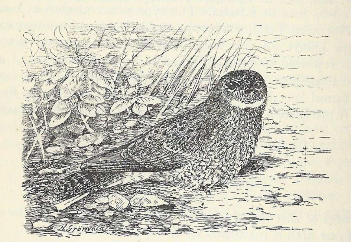 Side View Perched on Ground with Front Head View<br>(Origin of the Specimen: Line Drawing)