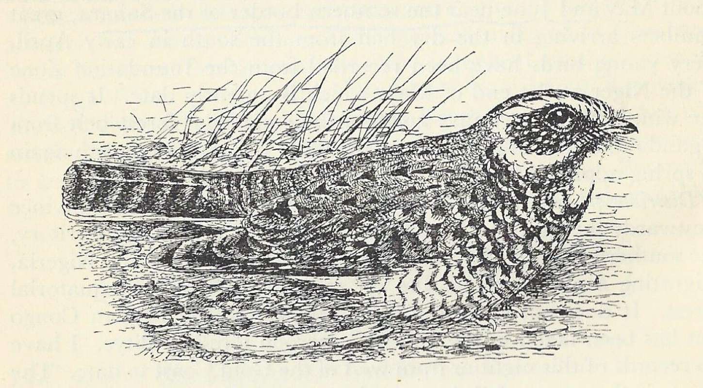 Side View of Ground<br>(Origin of the Specimen: Line Drawing)