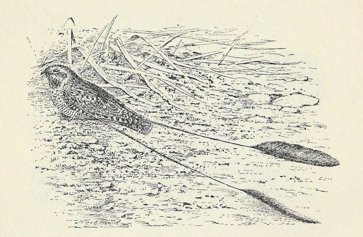 Dorsal View on Ground Showing Long Tails<br>(Origin of the Specimen: Line Drawing)