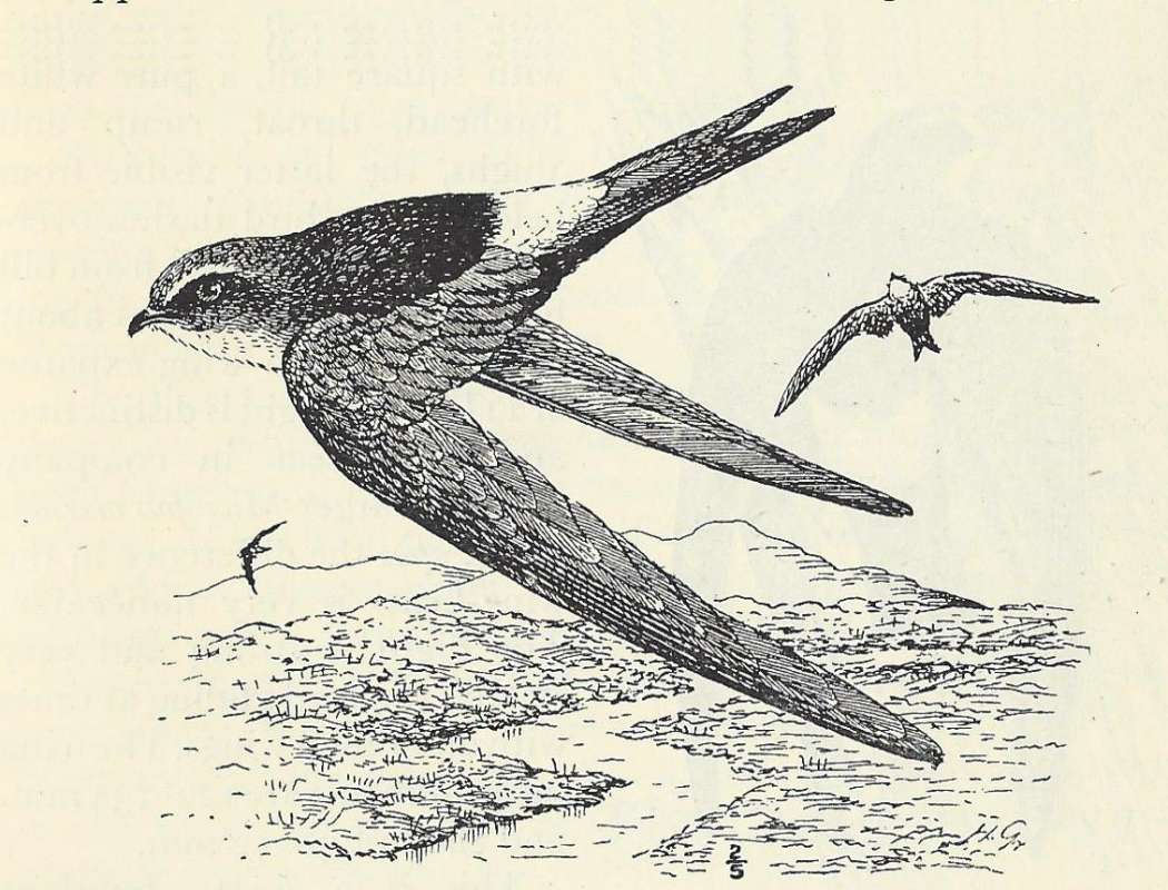 Dorsal View in Flight<br>(Origin of the Specimen: Line Drawing)
