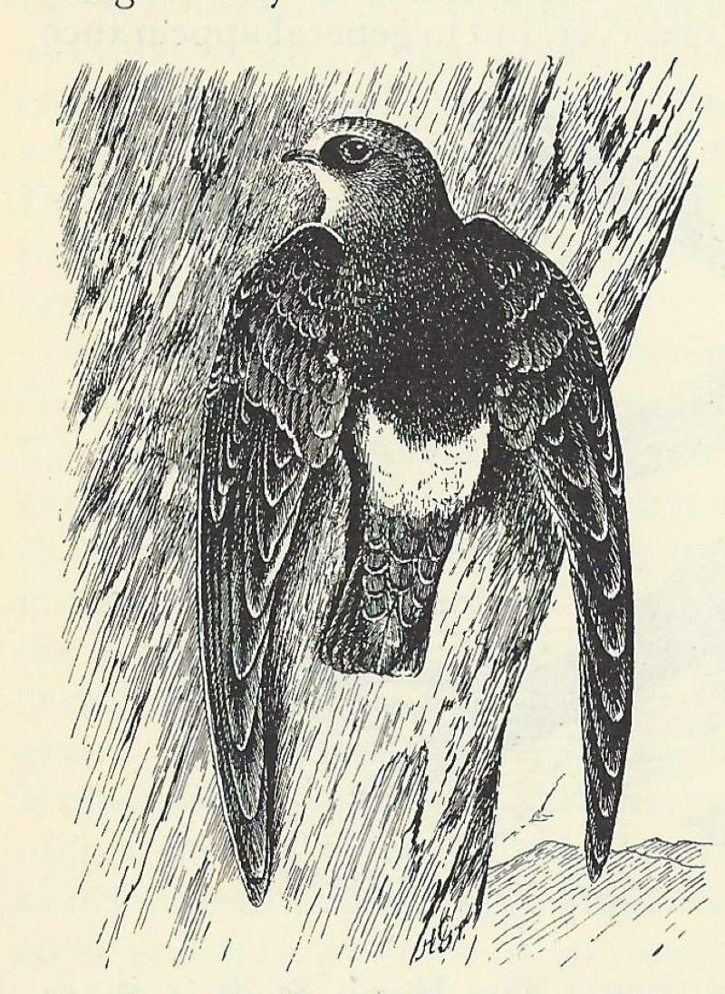 Back View Perched Against Tree Trunk<br>(Origin of the Specimen: Line Drawing)