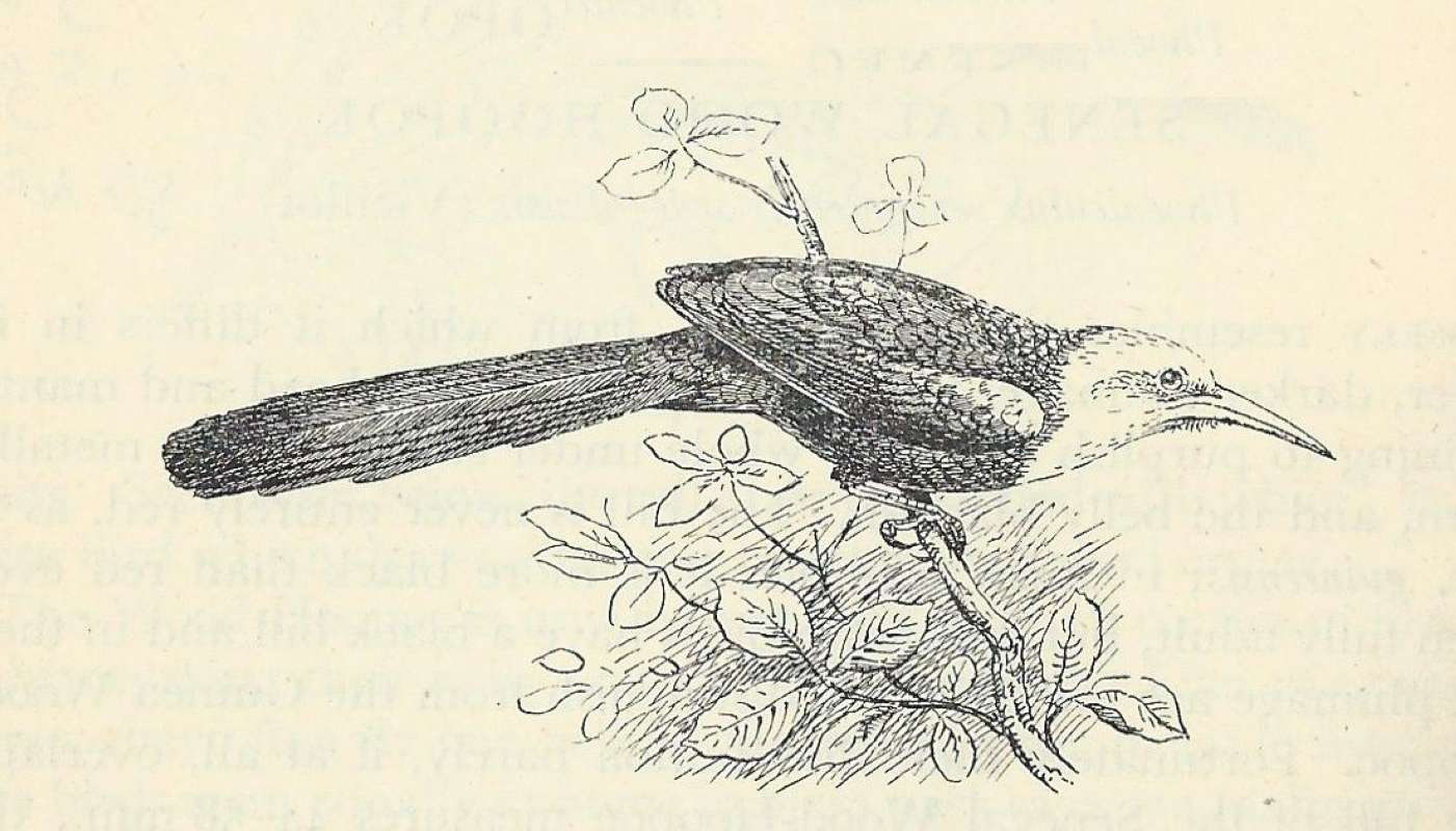 Side View Perched on Twig<br>(Origin of the Specimen: Line Drawing)