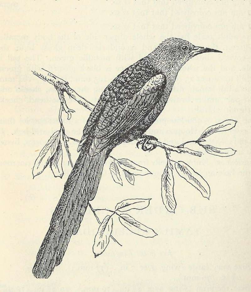 Side View on Branch<br>(Origin of the Specimen: Line Drawing)