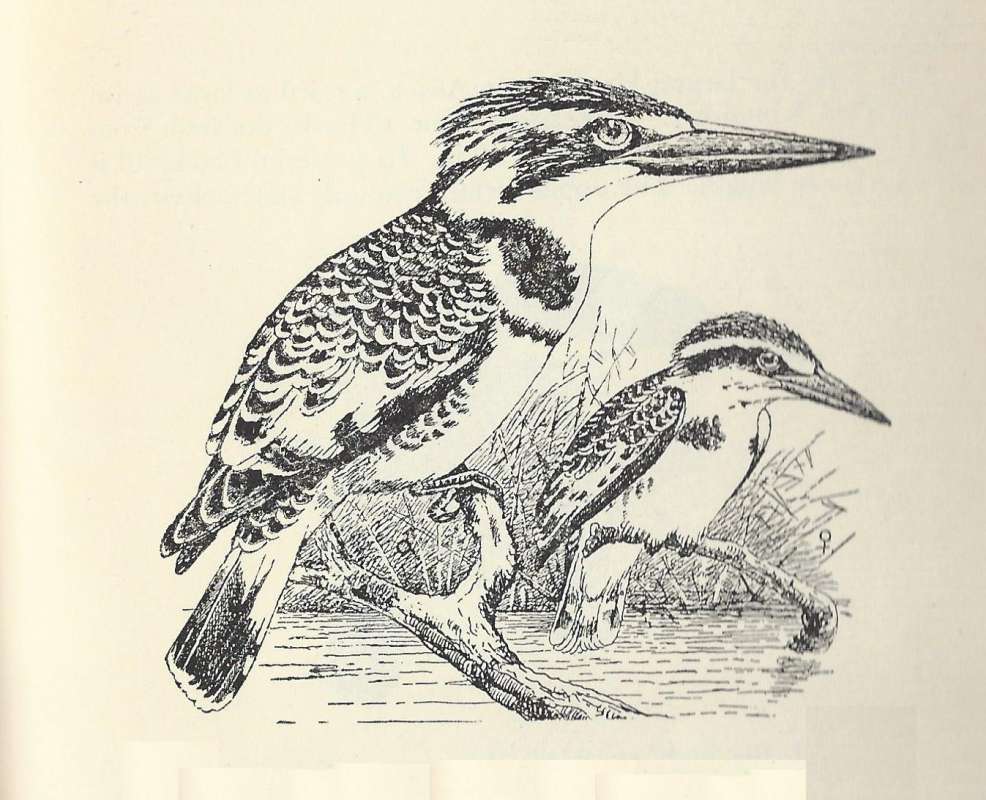 Side View, Two Perched Examples<br>(Origin of the Specimen: Line Drawing)