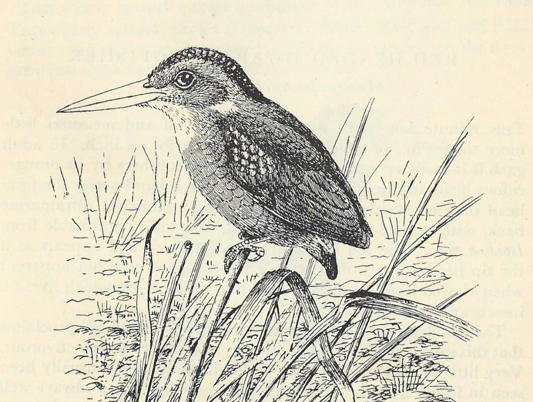 Side View Standing on Reed<br>(Origin of the Specimen: Line Drawing)