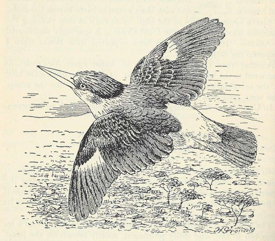 In Flight - Showing Dorsal Side<br>(Origin of the Specimen: Line Drawing)