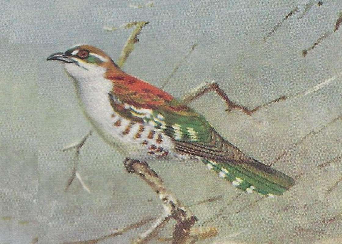 Side View Showing Breast<br>(Origin of the Specimen: Color Painting)