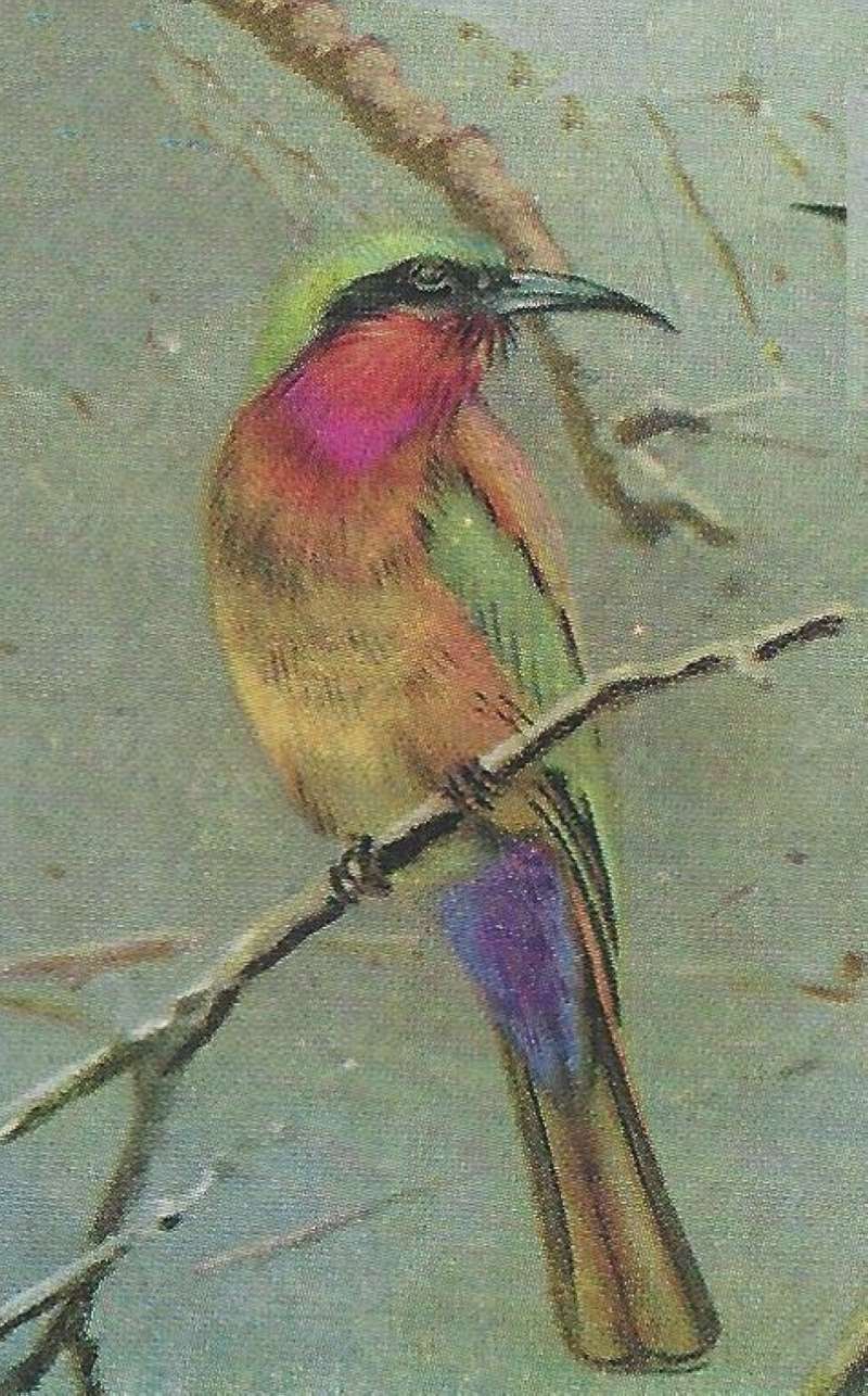 Perched - Showing Breast &Throat: Head Side View<br>(Origin of the Specimen: Color Painting)