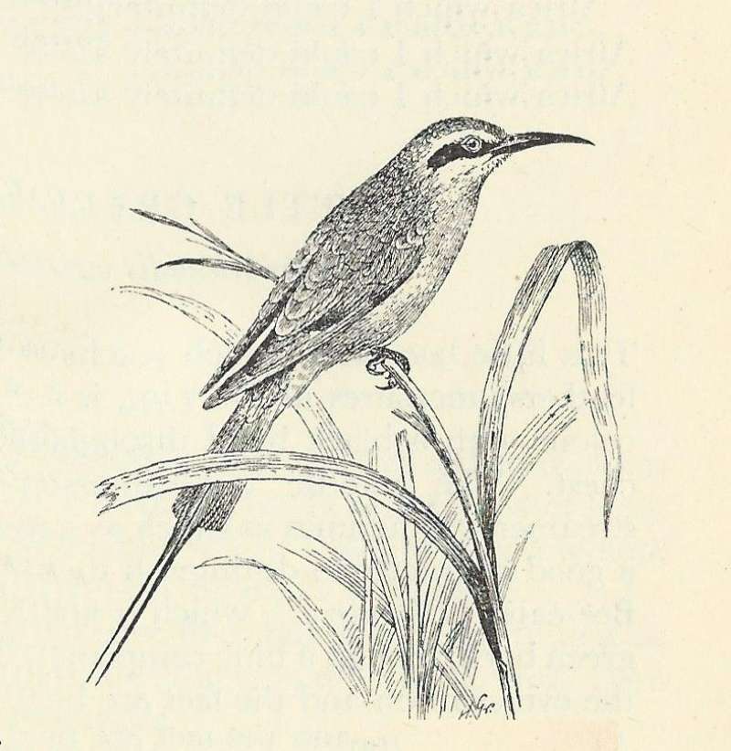 Side View,  Perched<br>(Origin of the Specimen: Line Drawing)