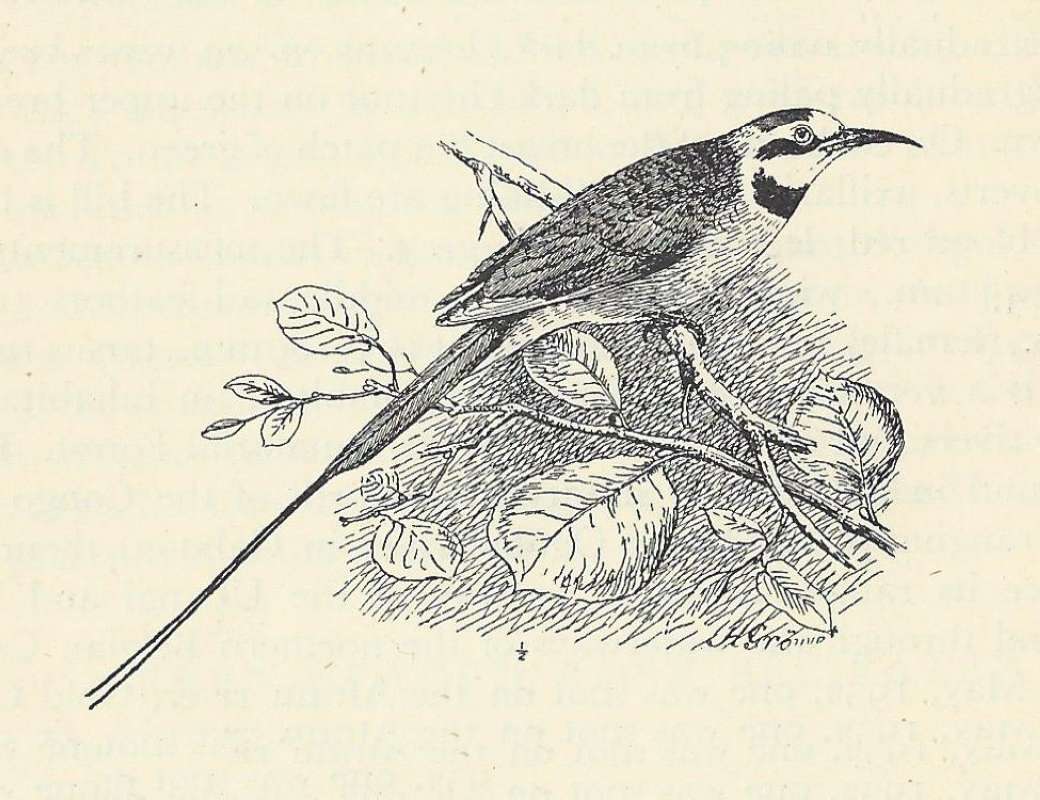Side View - Pecrhed on Branch<br>(Origin of the Specimen: Line Drawing)