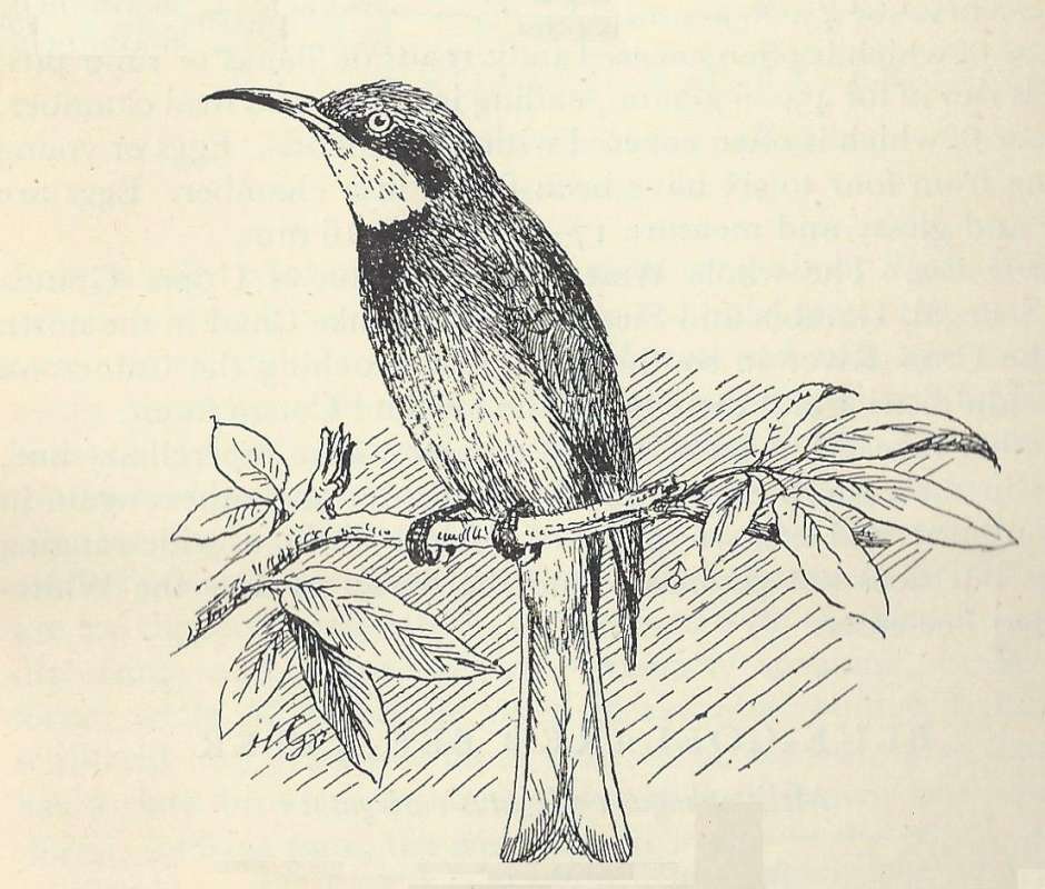 Perched - Front Angle View<br>(Origin of the Specimen: Line Drawing)