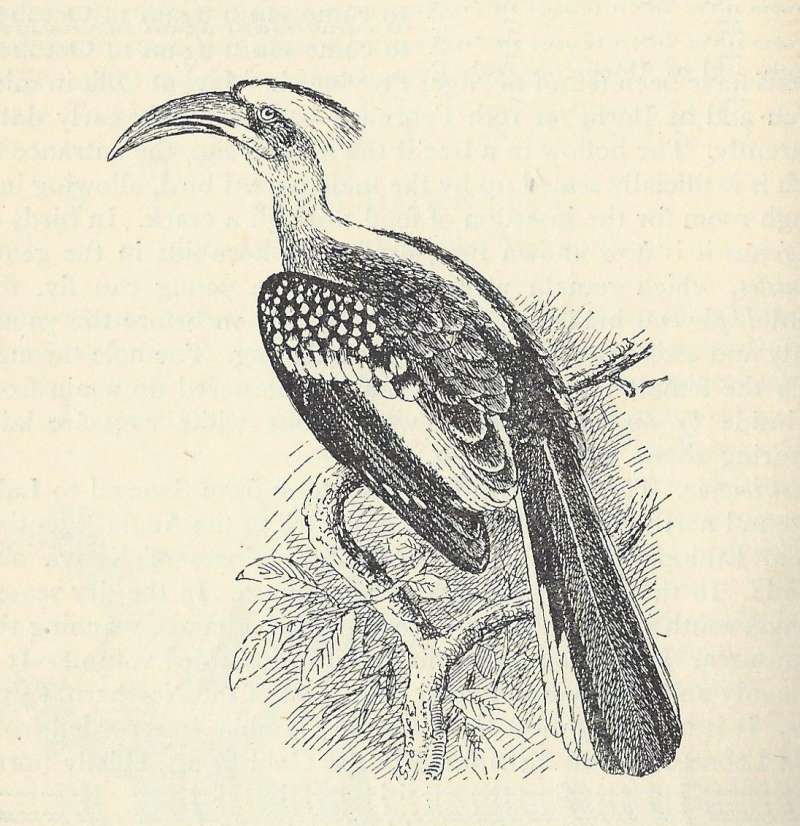 Side View Showing Back and Side of Head<br>(Origin of the Specimen: Line Drawing)