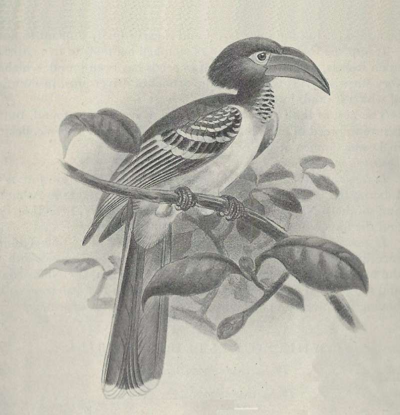 Side View on Branch<br>(Origin of the Specimen: Black and White Painting)