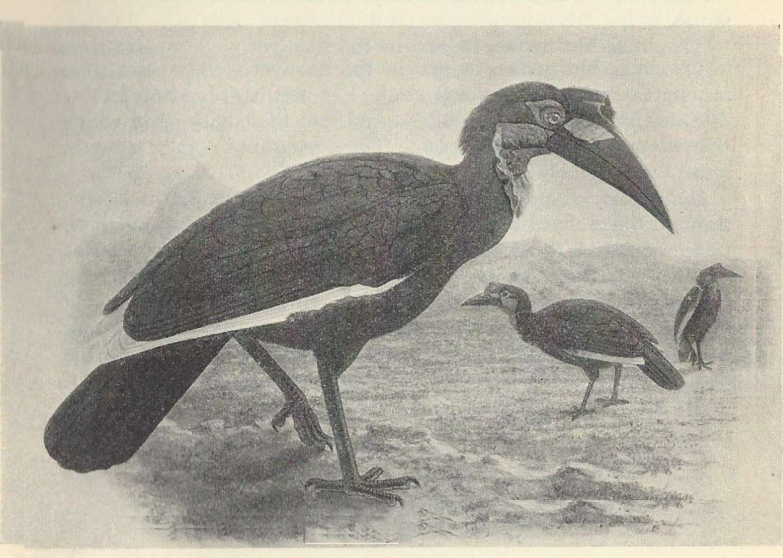 Side View Standing on Ground<br>(Origin of the Specimen: Blck and White Painting)