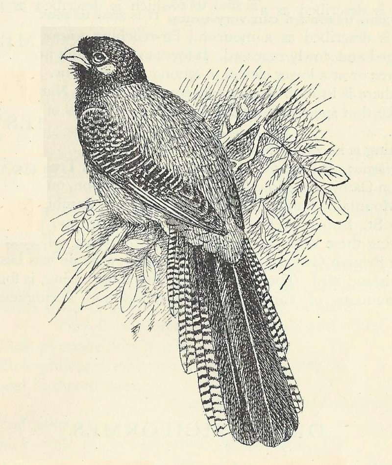 Perched Showing Dorsal Sign<br>(Origin of the Specimen: Line Drawing)
