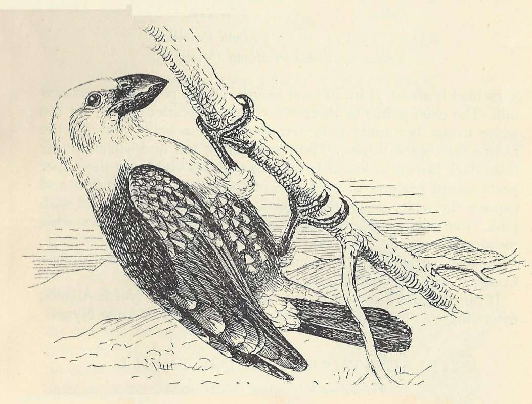 Hanging on  Branch<br>(Origin of the Specimen: Line Drawing)