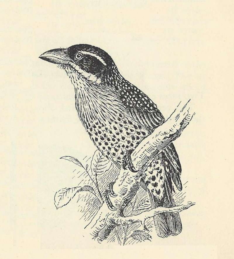 Side View Showing Upper Breast Hairs<br>(Origin of the Specimen: Line Drawing)