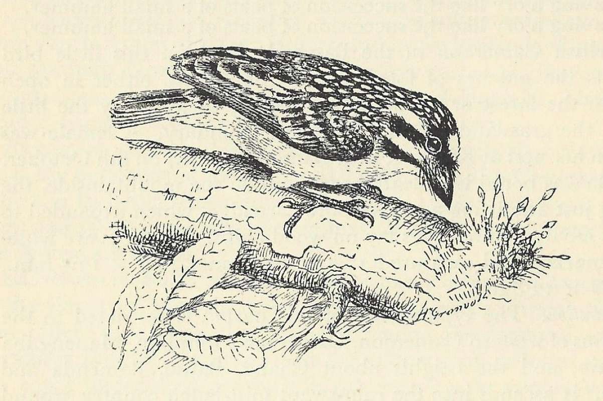 Side View on Log<br>(Origin of the Specimen: Line Drawing)