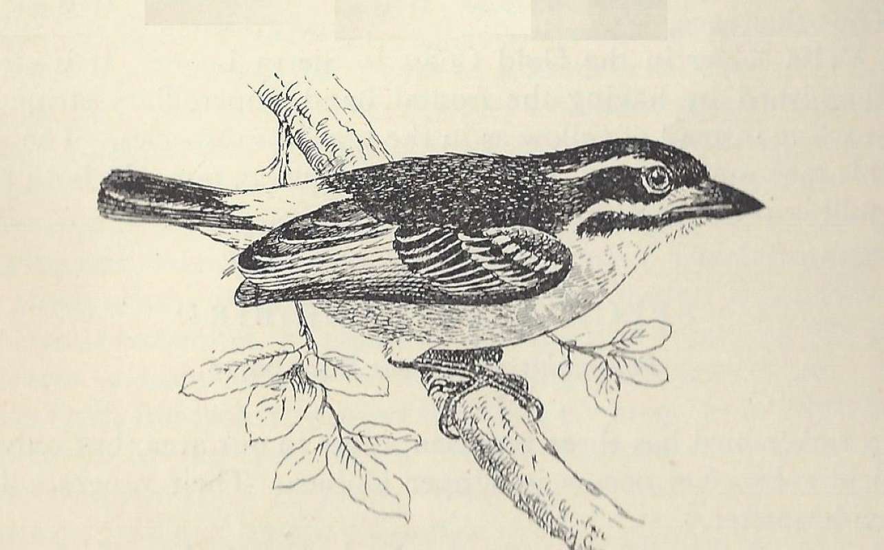 Side View on Branch<br>(Origin of the Specimen: Line Drawing)