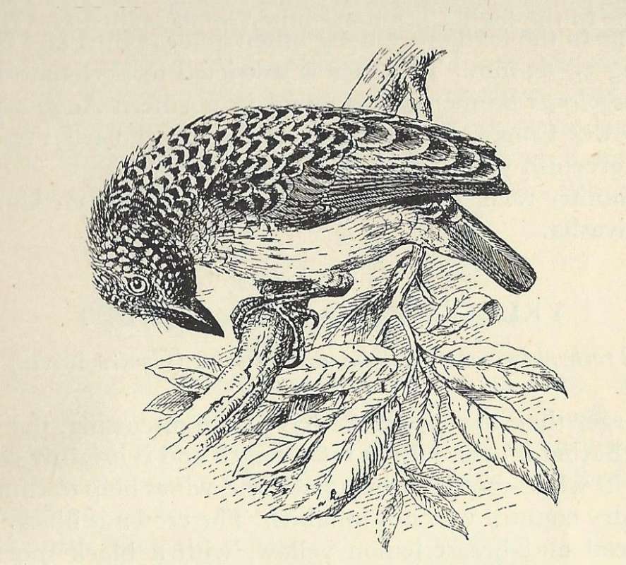 Standing on Branch - Side View<br>(Origin of the Specimen: Line Draawing)