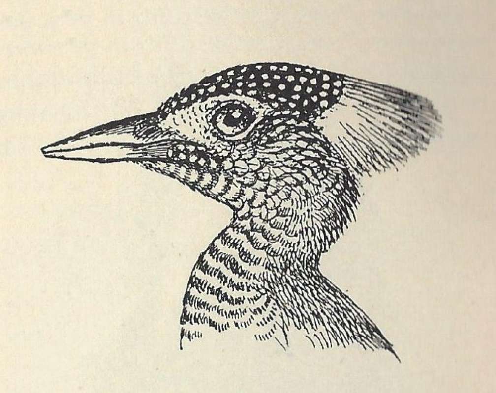 Side View of Head and Crest - ssp permista<br>(Origin of the Specimen: Line Drawing)