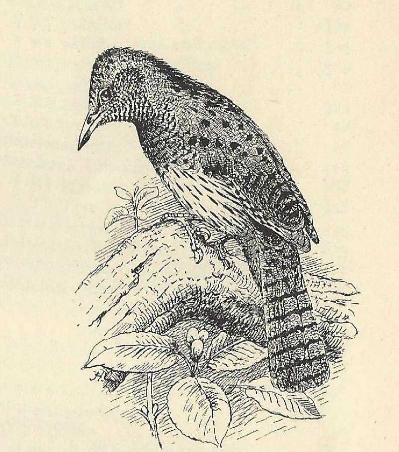 Side View - Perched - ssp thorbecki<br>(Origin of the Specimen: Line Drawing)